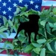 KRATOM WATCHDOG KRATOM WATCHDOG