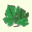 Wara Enb - ورق عنب