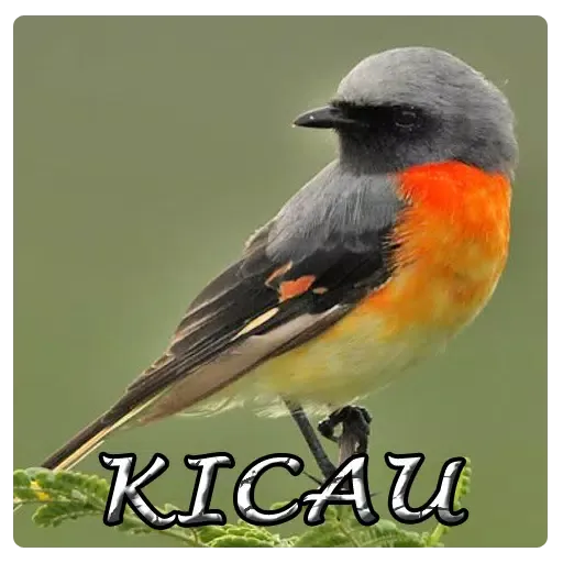 Kicau Master Burung Mantenan Screenshots