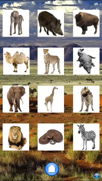 African Animals应用截图