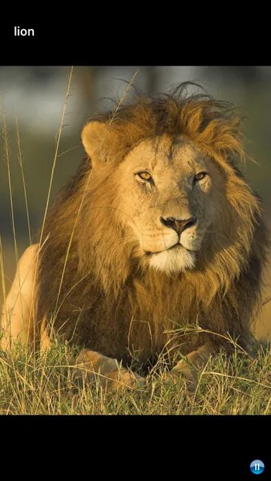 African Animals应用截图