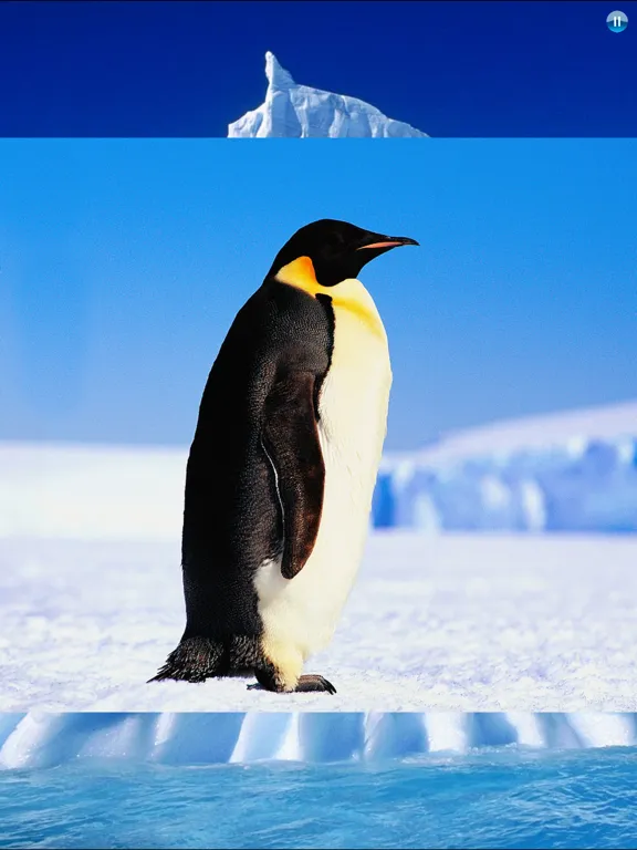 Animals Antarctica iPad 应用截图
