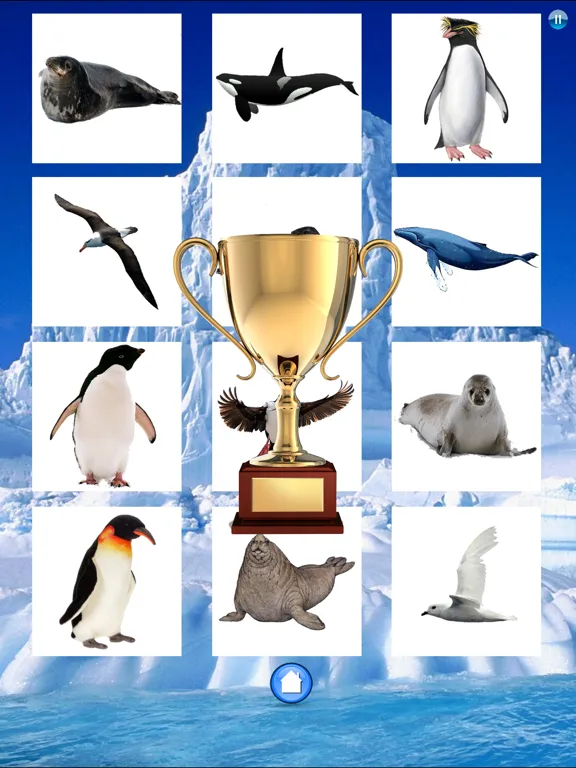 Animals Antarctica iPad 应用截图