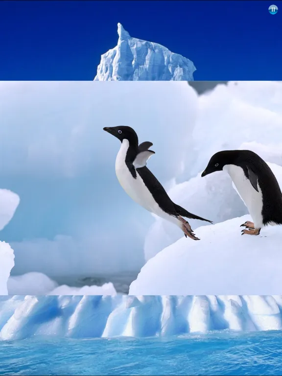 Animals Antarctica iPad 应用截图