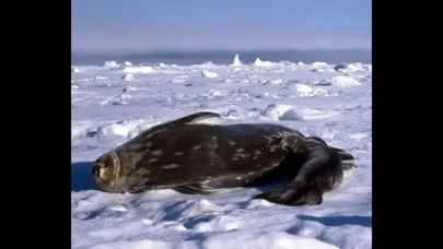 Animals Antarctica应用截图