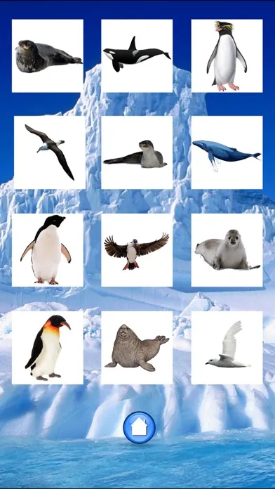 Animals Antarctica应用截图