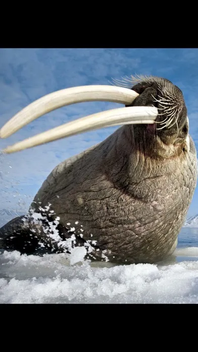Animals North Screenshots