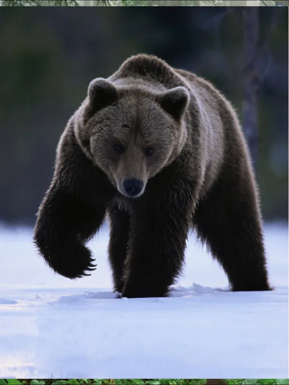 صور Forest Sounds Free iPad 