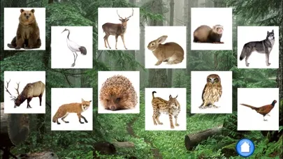 صور Forest Sounds Free