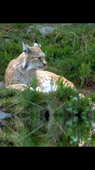 صور Forest Sounds Free