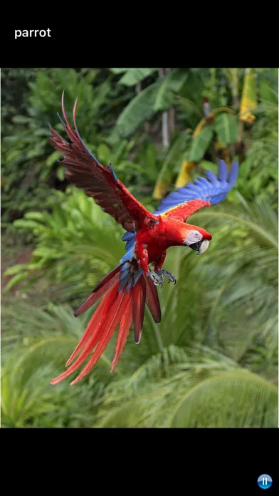 Captures d'écran de Sounds of Jungle