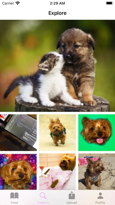 Capturas de pantalla de PetPixels