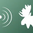 Animal decoy