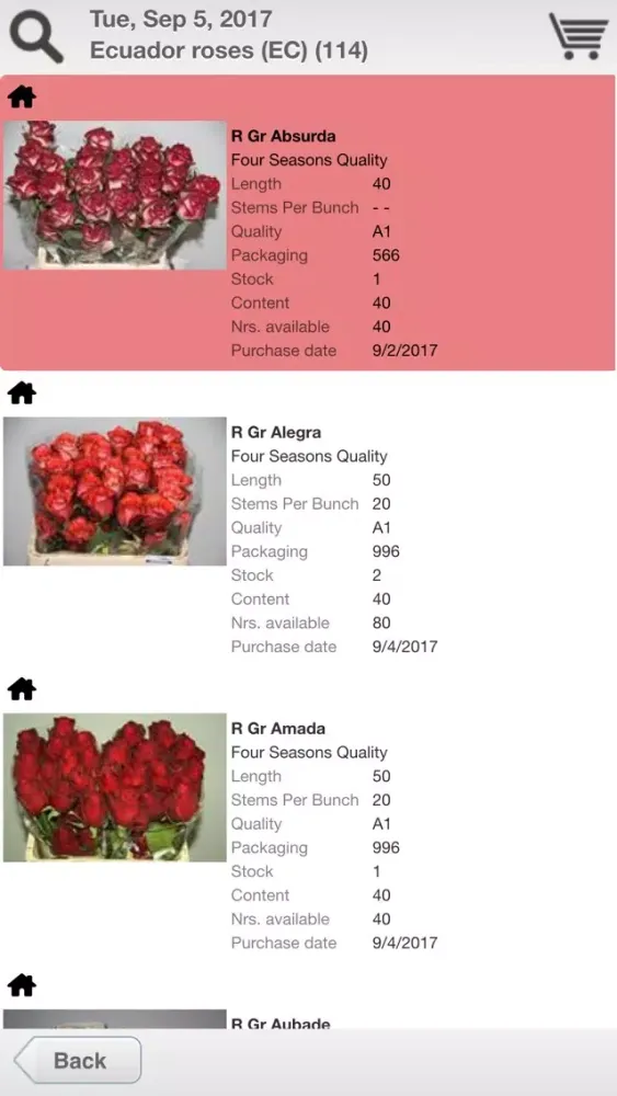 تصاویر FJ Zandbergen Roses