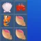 A Sea Creatures Bloom