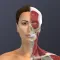Chronic Migraine Anatomy