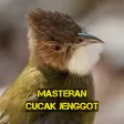 Masteran Cucak Jenggot Gacor