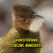 Masteran Cucak Jenggot Gacor