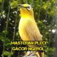Masteran Pleci Gacor Ngerol