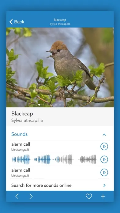 Ảnh chụp màn hình của iKnow Birds 2 PRO - Europe