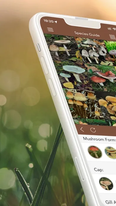 Ảnh chụp màn hình của Mushrooms LITE - Field Guide