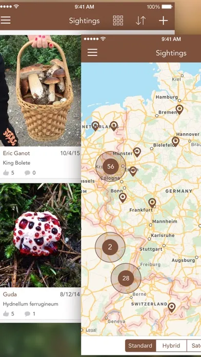 Ảnh chụp màn hình của Mushrooms LITE - Field Guide
