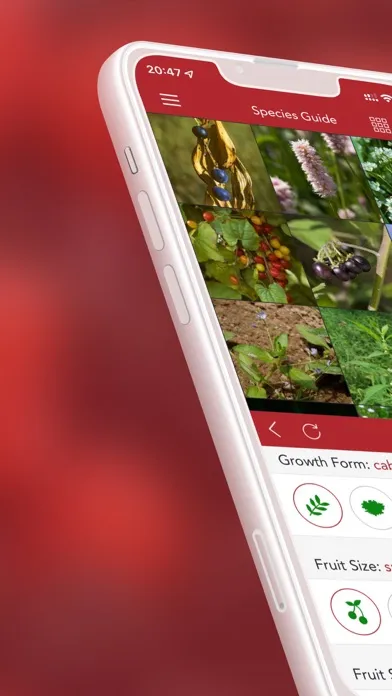 Wild Berries and Herbs 2 PRO スクリーンショット