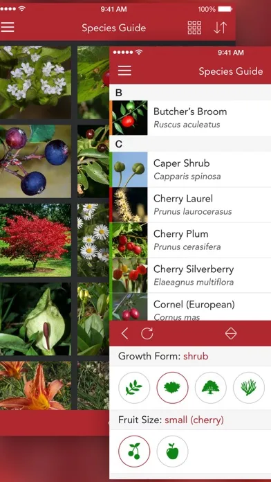 Wild Berries and Herbs 2 PRO スクリーンショット