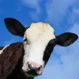 Crazy Cow Simulator FREE Crazy Cow Simulator FREE