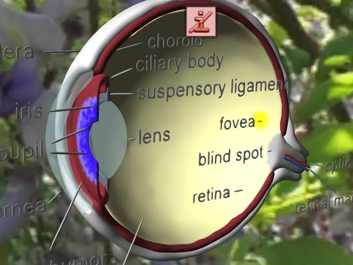 Captures d'écran de Eye Structure and Function iPad 