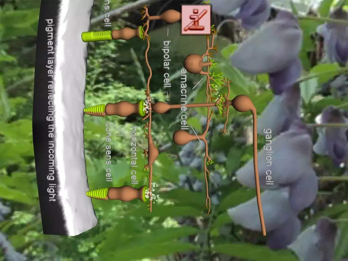Captures d'écran de Eye Structure and Function iPad 