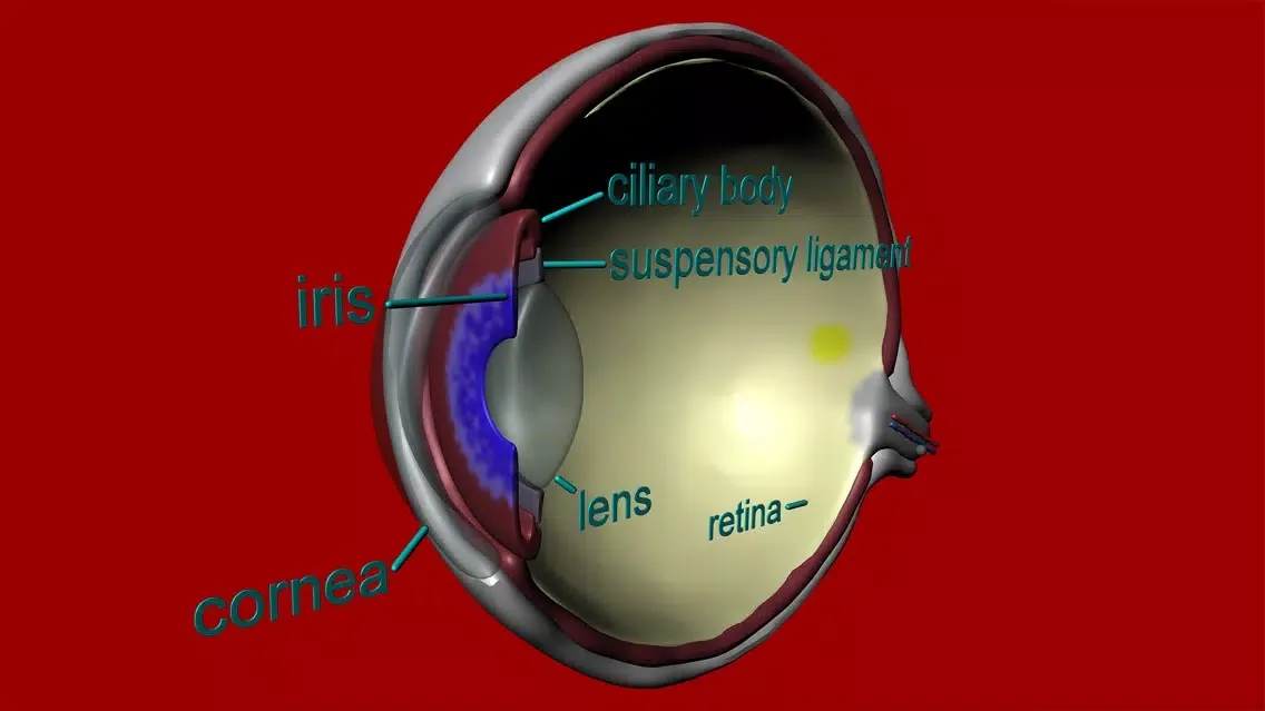 Captures d'écran de Eye Structure and Function
