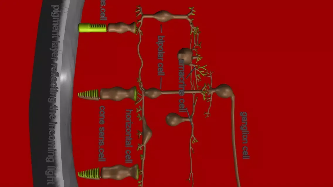 Captures d'écran de Eye Structure and Function