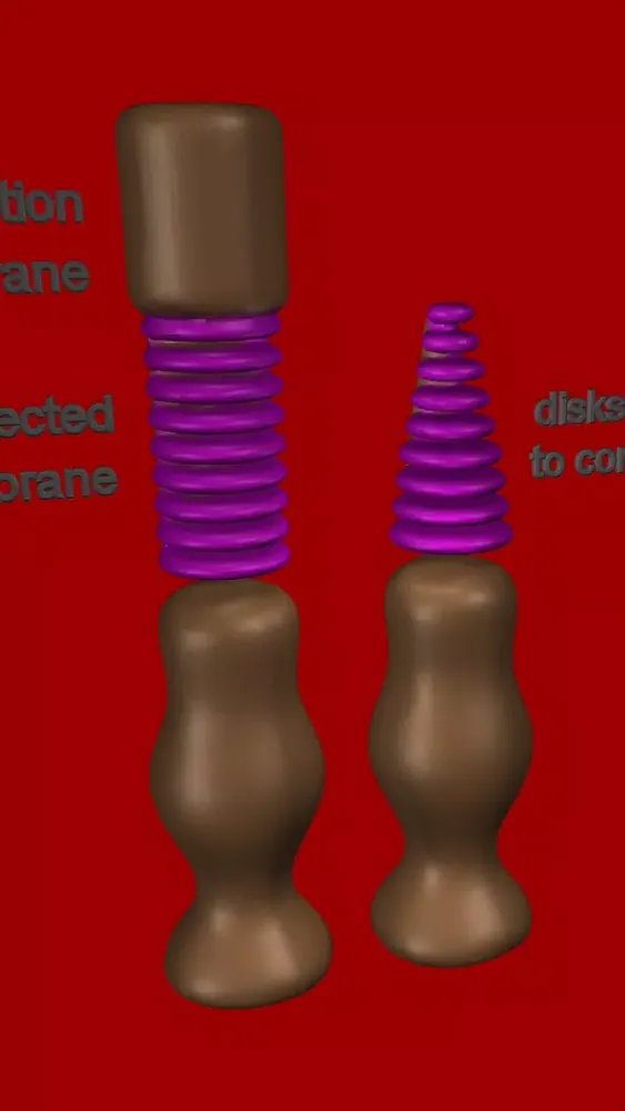 Captures d'écran de Eye Structure and Function