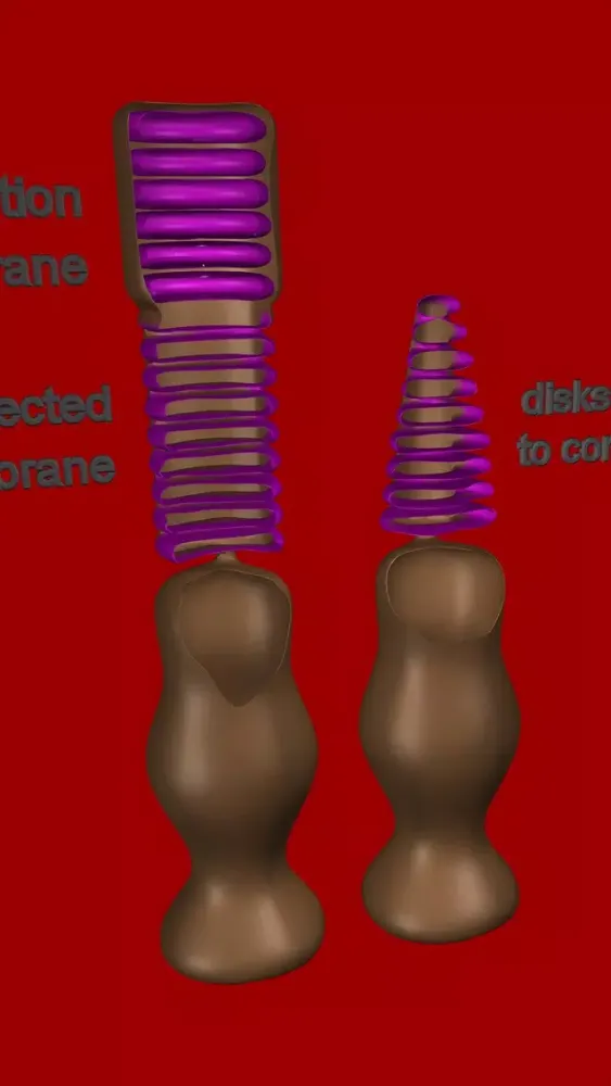 Captures d'écran de Eye Structure and Function