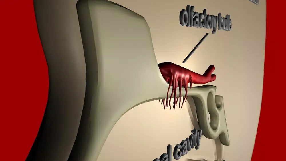 Organs for Taste and Smell 스크린샷
