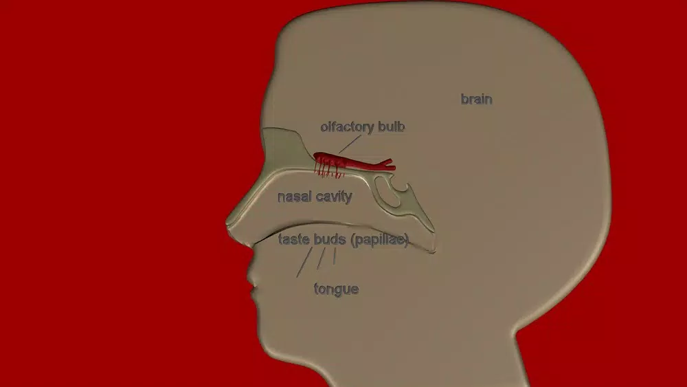 Organs for Taste and Smell スクリーンショット