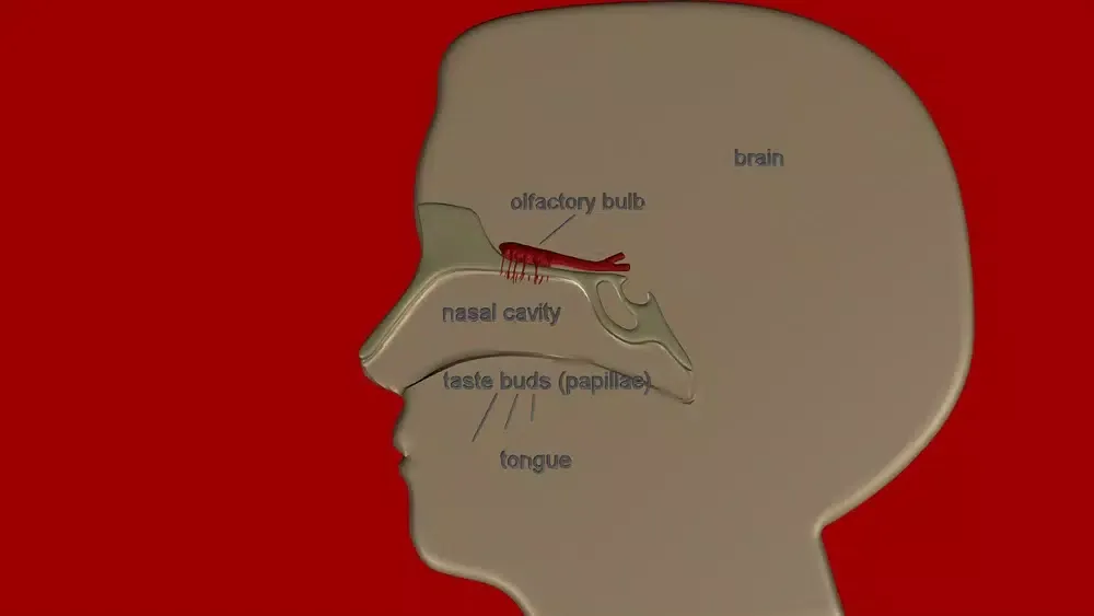 Organs for Taste and Smell 스크린샷