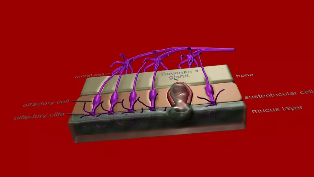 Organs for Taste and Smell スクリーンショット