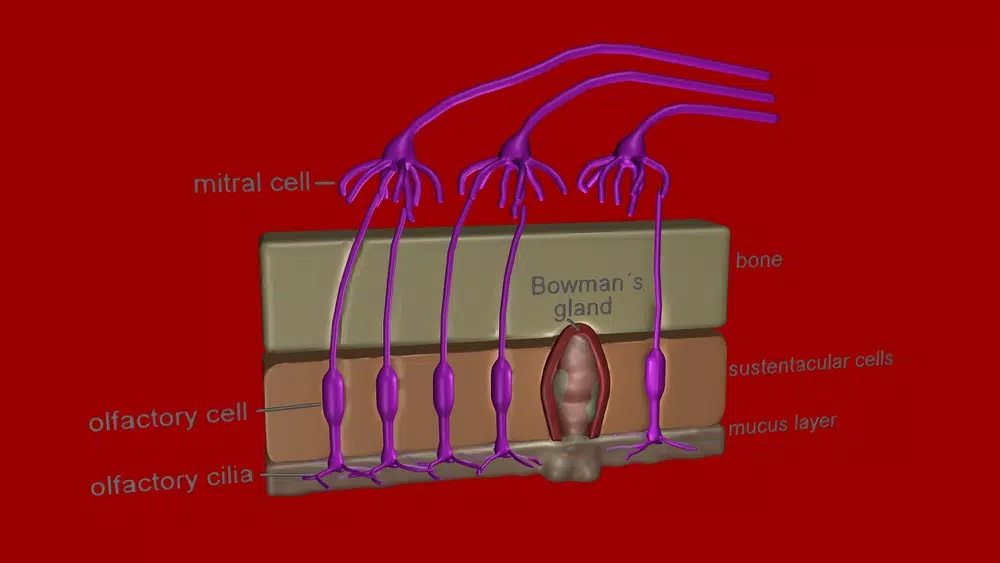 Organs for Taste and Smell スクリーンショット