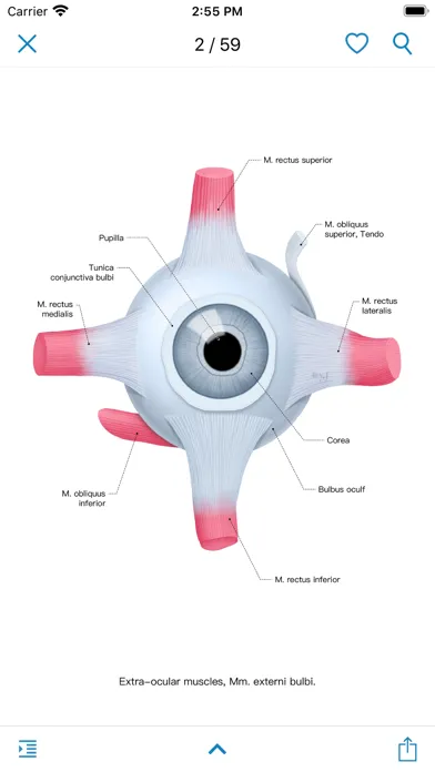 Zrzuty ekranu Ocular Anatomy Atlas