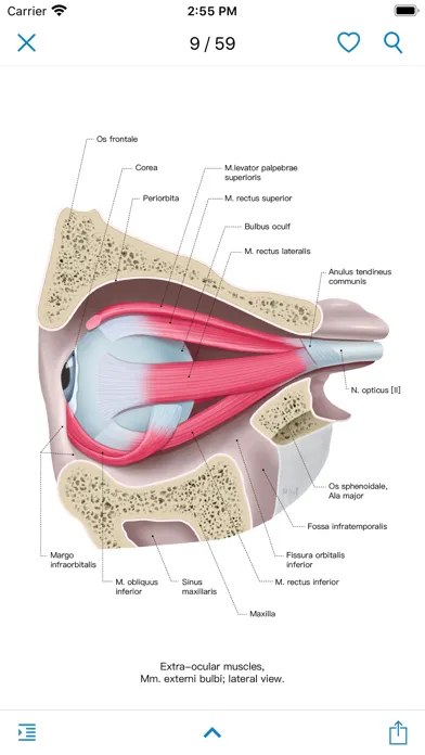 Zrzuty ekranu Ocular Anatomy Atlas