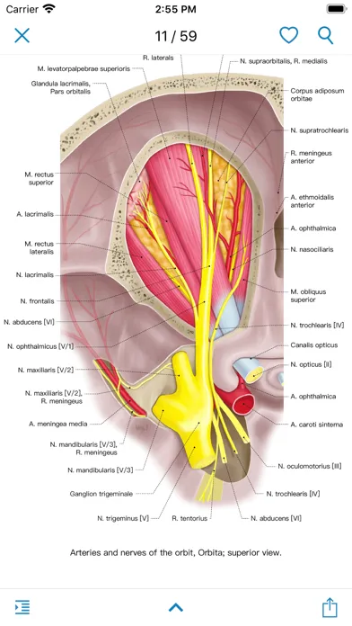 Zrzuty ekranu Ocular Anatomy Atlas
