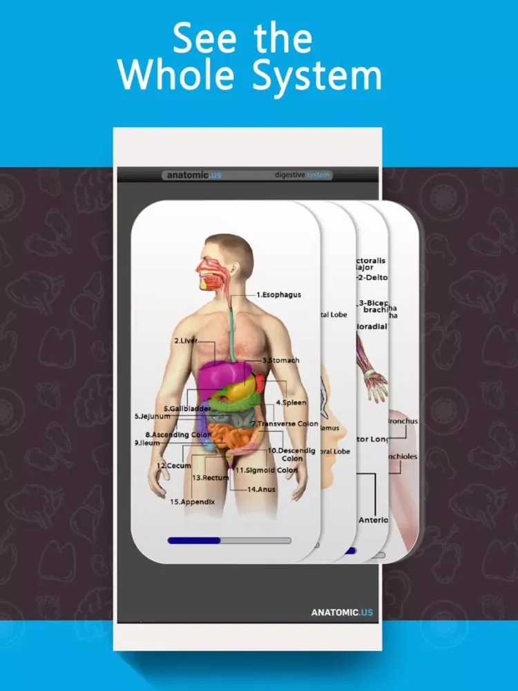 Anatomy Game Anatomicus Lite iPad  Screenshots