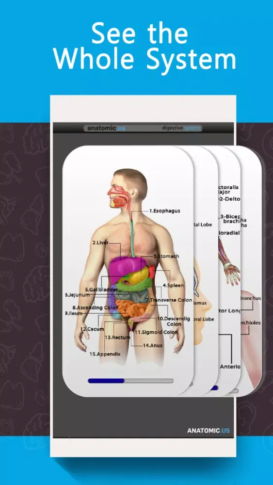 Anatomy Game Anatomicus Lite Screenshots