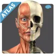 Anatomy Atlas Free Anatomy Atlas Free