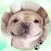 Bulldog! Stickers