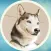 Funny Husky! Stickers