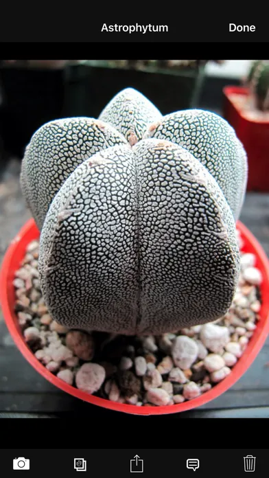 Cactus Album应用截图