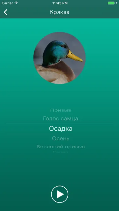 Охотничий манок на утку Screenshots